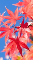 Autumn leaves, blue sky, nature, fall