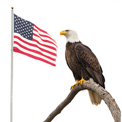 Naklejka premium Bald Eagle & American Flag