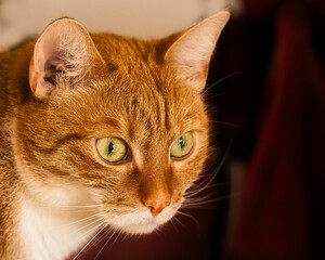 Portrait of cats in their home environment