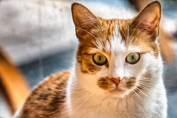 Portrait of cats in their home environment