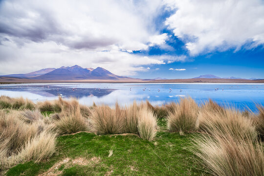 The colorful Canapa lagoon in the Andes mountain range of Bolivia with Andes grass, James and Andean flamingos as well as a white borax island near the Uyuni salt flat, South America.