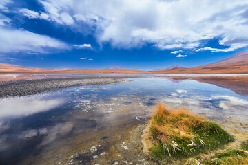 The colorful Canapa lagoon in the Andes mountain range of Bolivia with Andes grass, James and Andean flamingos as well as a white borax island near the Uyuni salt flat, South America.