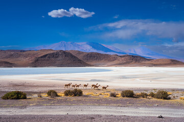 Eduardo Avaroa Andean Fauna National Reserve, Blanca, Verde, Salvatore Dali Desert, Bolivia. Best landscape of Bolivia, wallpaper