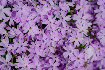 Flowers in garden blossom background. Phlox subulata. Blossom backdrop. Natural bloom floral background. Blossom spring flowers banner. Spring blooming template. Flowers texture for spring design.