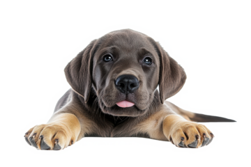 Handsome 3 months old Labrador dog puppy, laying down facing front with tongue out. Looking towards camera. Isolated cutout on a transparent background.