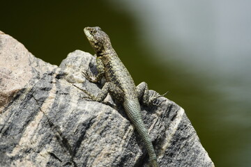 The Tropidurus hispidus is a close relative of the iguanas and is found throughout Central and South America, preferring sandy or rocky areas. Fortaleza Ceará, Brazil.