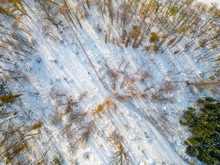 Winter's beauty unfolds with a snowy forest captured from above, showcasing winding paths and shadows cast by trees under bright sunlight. A serene and tranquil scene invites exploration.