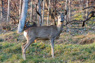 Rehe stehen im Weingarten