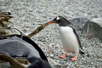 A Gentoo penguin tugs at a duffel bag handle, equipment left on the shore from an expedition team in Antarctica.