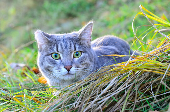 A grey tabby cat hides in the grass.