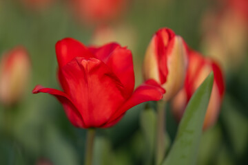 Bunch of red tulips. Close up spring flowers. Amazing red pink tulips blooming in garden. Tulip flower plants landscape. Spring blossom background. Spring blossom red and green background.