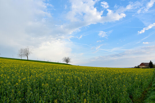 champ de fleurs avec ferme