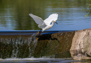 A Snowy Egret bird takes flight with its feet skimming the wall of water flowing from a concrete spillway or shallow dam.	