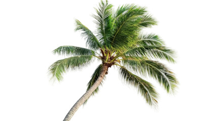 Tropical palm tree, cut out
