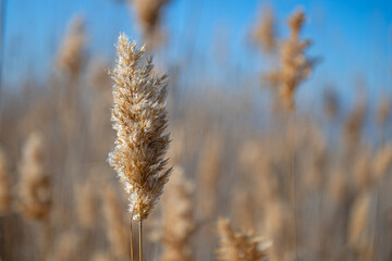 Yellowing reed plant by the lake, blurred background with copy space, close-up.