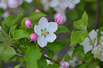 pink and white apple tree blossom. Closeup blooming flower, buds and  leaves.gardening growing apple tree concept. Free copy space.  
