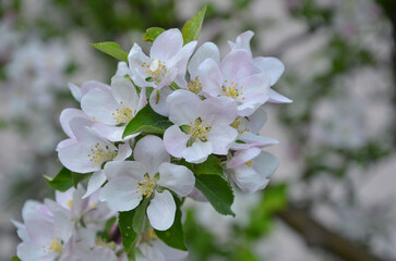 Light pink apple tree  spring  blossom. Closeup photo blooming apple tree bunch ,flowers and leaves. Gardening concept.Free copy space