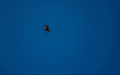 gavião voando no céu azul