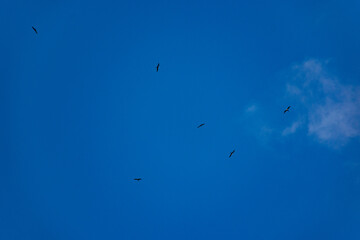 pássaros voando no céu azul