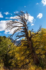 Herbstfarben im Great Basin Nationalpark