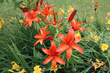 Fototapeta premium orange tiger lilies in the garden