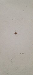 A dead mosquito lying on the white tiled floor