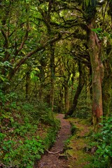 Forests of Taranaki National Park