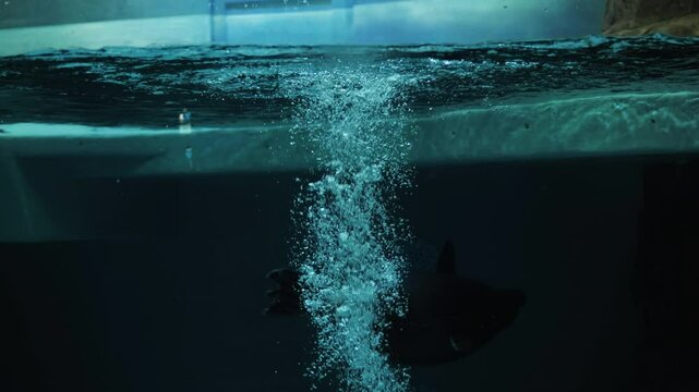 Seal swimming underwater in large aquarium with bubbles rising to surface