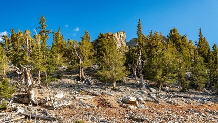Langlebiger Kiefernwald im Great Basin Nationalpark