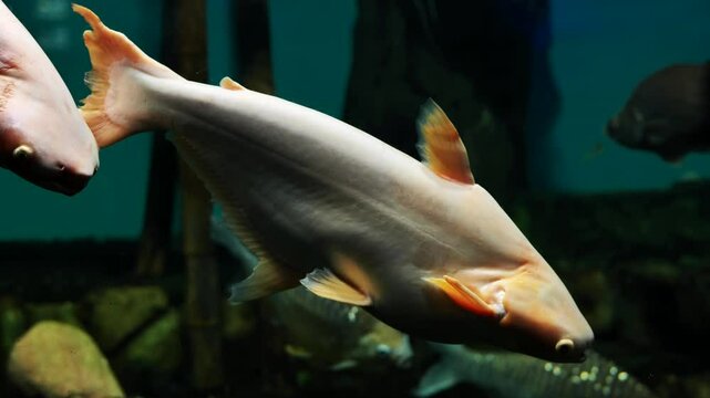 Iridescent shark catfish swimming in dark aquarium water