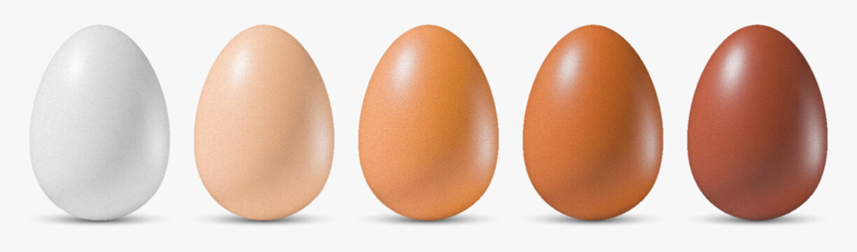 Set of realistic 3d vector egg in row, showcasing various colors from white to dark brown. Chicken different whole eggs for food design, packaging or educational materials isolated on white background