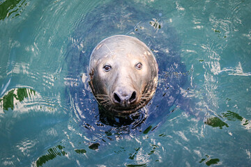 Fototapeta premium A curious gray seal swims near a fishing dock off the coast of Cape Cod, patiently waiting for a fish to drop. The calm waters reflect the coastal scenery as this marine mammal keeps a watchful eye.