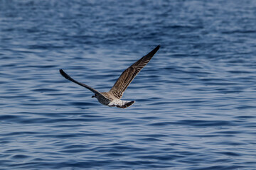 Sea bird over the ocean

