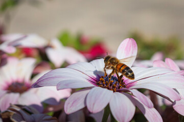 bee on pink flower