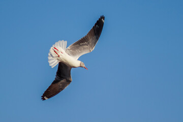 Sea Gull

