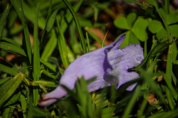 Jacaranda in Grass
