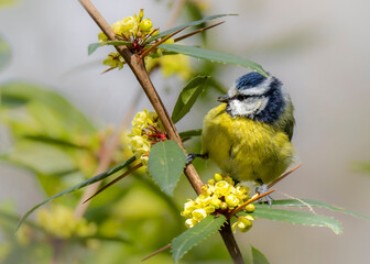 blue tit