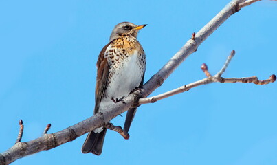 bird on a branch