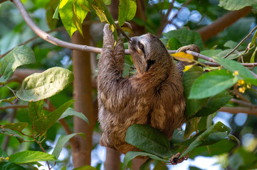 Cute sloth (Bradypus) hanging on tree branch with funny face look, perfect portrait of wild animal in the Rainforest