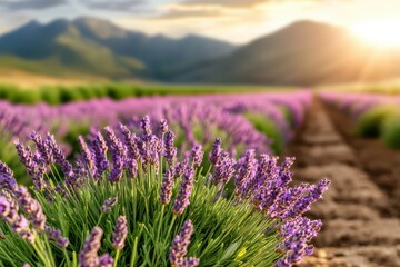 Fototapeta premium Lavender Fields of Provence