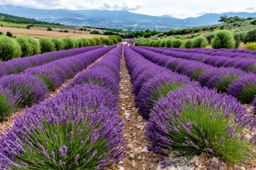Fototapeta premium Lavender Fields of Provence