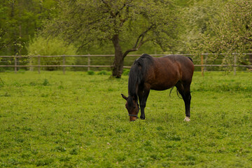 Obraz premium A brown horse with a black mane grazes on fresh green grass in a peaceful countryside pasture surrounded by lush trees.