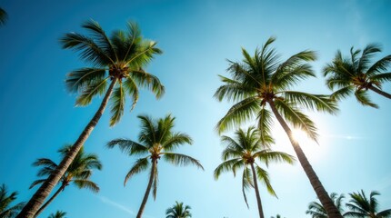 Fototapeta premium Palm trees reaching up towards a clear blue sky, sunlight shining through the lush green fronds, creating a bright, tropical atmosphere.