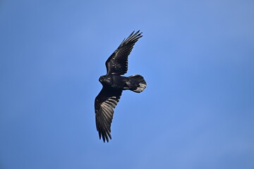 bird in flight, American crow