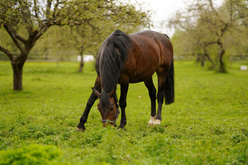 A brown horse with a black mane grazes on fresh green grass in a peaceful countryside pasture surrounded by lush trees.