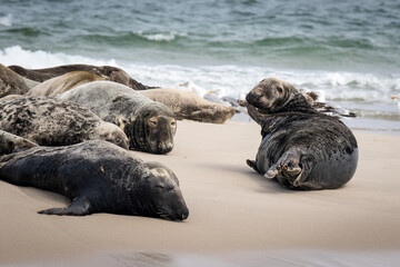 Naklejka premium A group of seals lounging on a sandbar off the coast of Cape Cod during the fall season. One Seal is separated and looking back towards the camera.