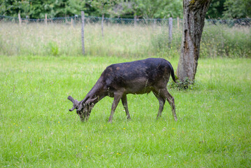 Deer walking on lawn and eating green grass in nature reserve