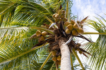 Palme mit reifen Kokosnüssen und Blättern von unten im Querformat