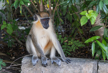 Wild lebender Affe sitzend auf Stein neben Strasse im Querformat