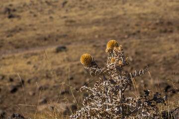 the dry flowers in field